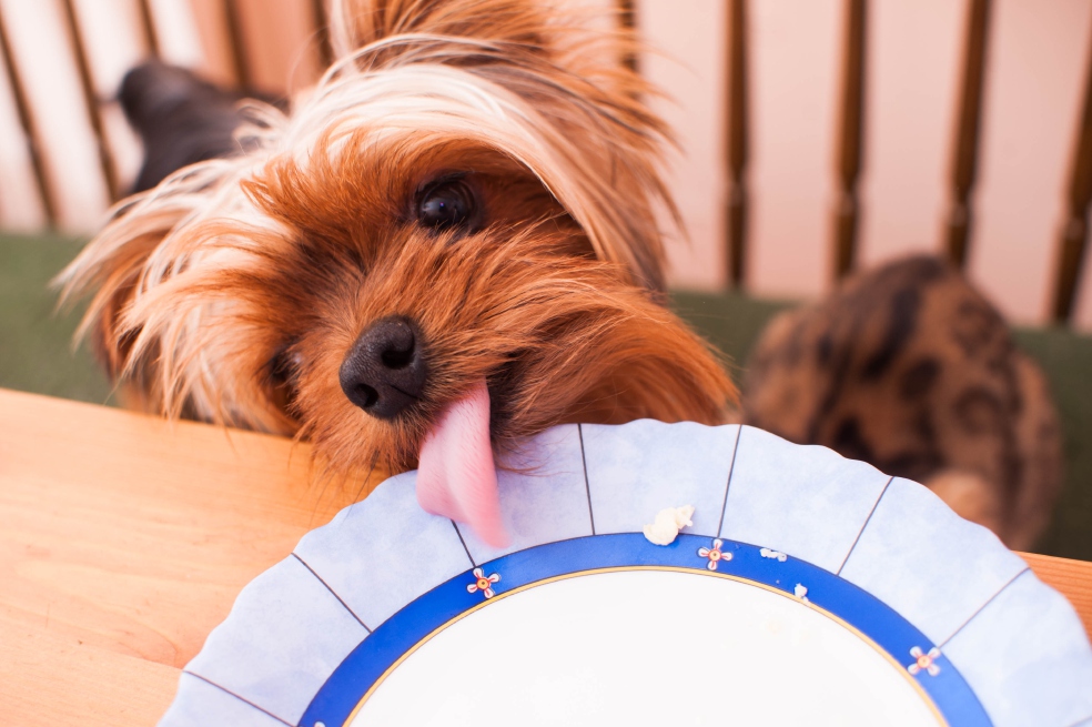 Las 7 razas de perros que más ladran