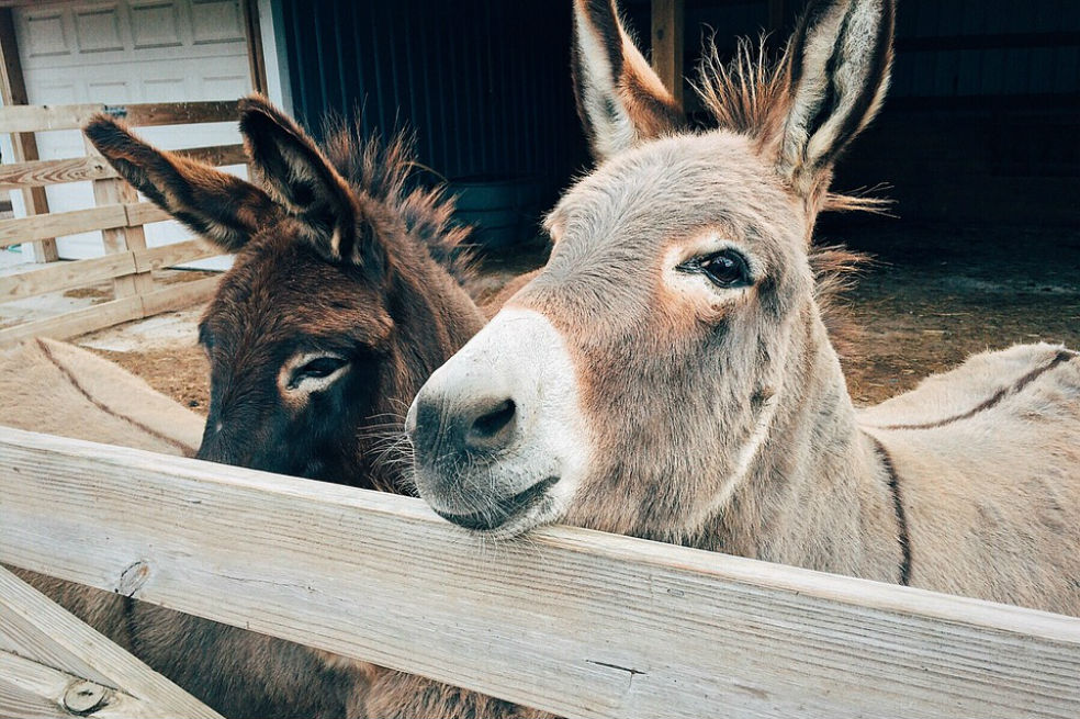 PETA denuncia maltrato a burros en China para su uso en medicina tradicional