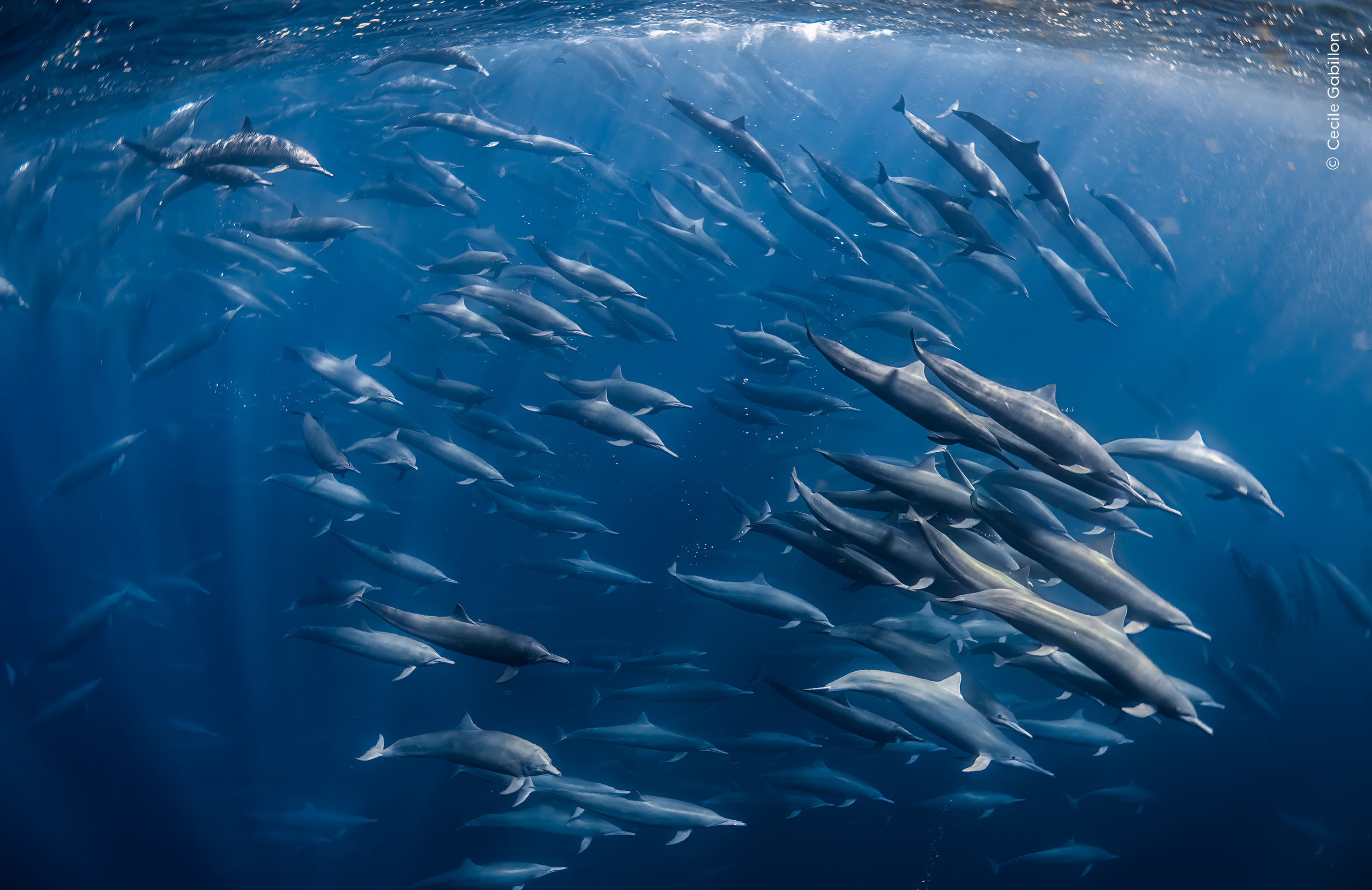 Cecile estaba buceando en apnea en el océano Pacífico, cerca de Costa Rica, cuando se topó con los delfines. Estaban arreando peces linterna y guiándolos hacia la superficie.