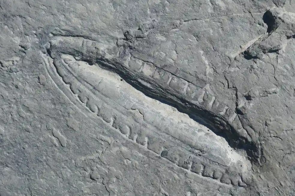 Fósil de 550 millones de años tendría rastros de la comida más antigua del mundo