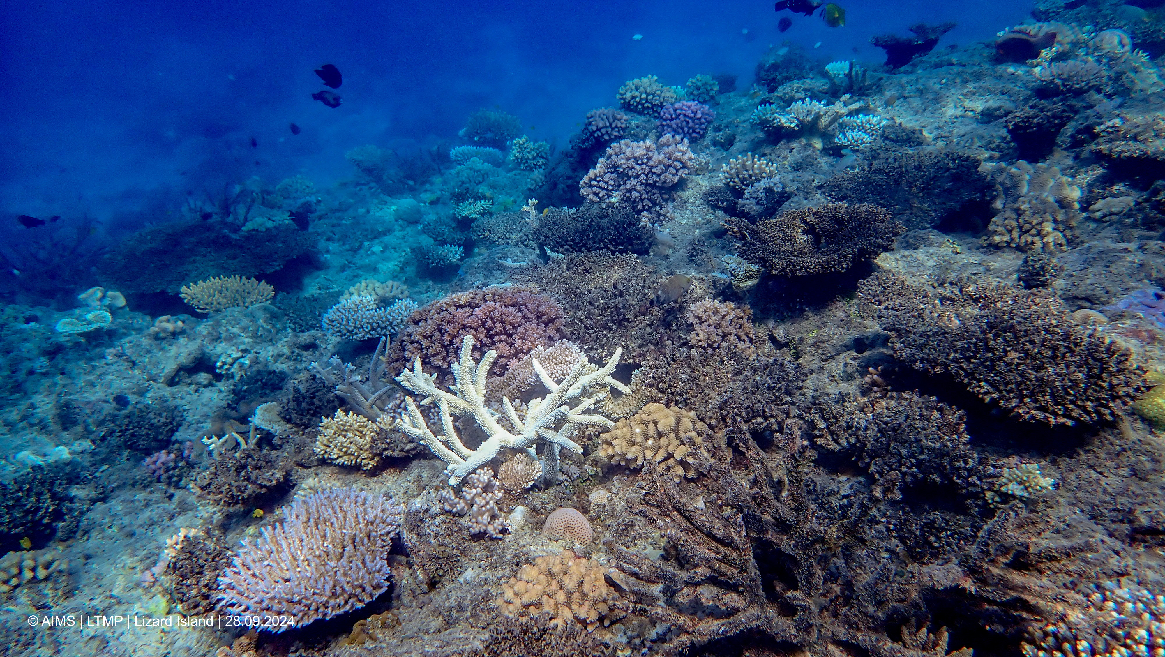 Otra consecuencia de la minería en el fondo del mar: el efecto del ruido en animales