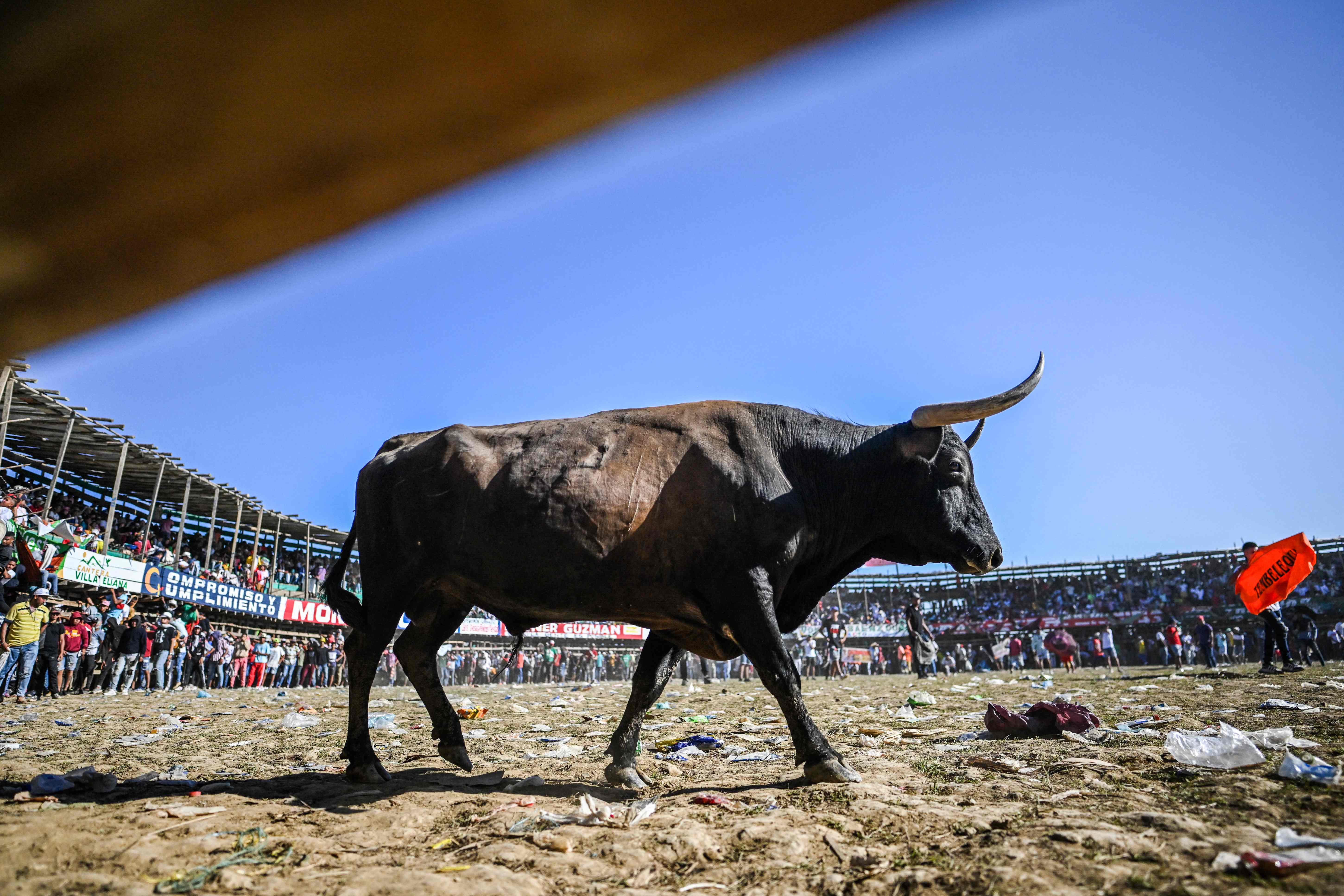 Gobernación de Antioquia refuerza medidas contra el maltrato animal en corralejas