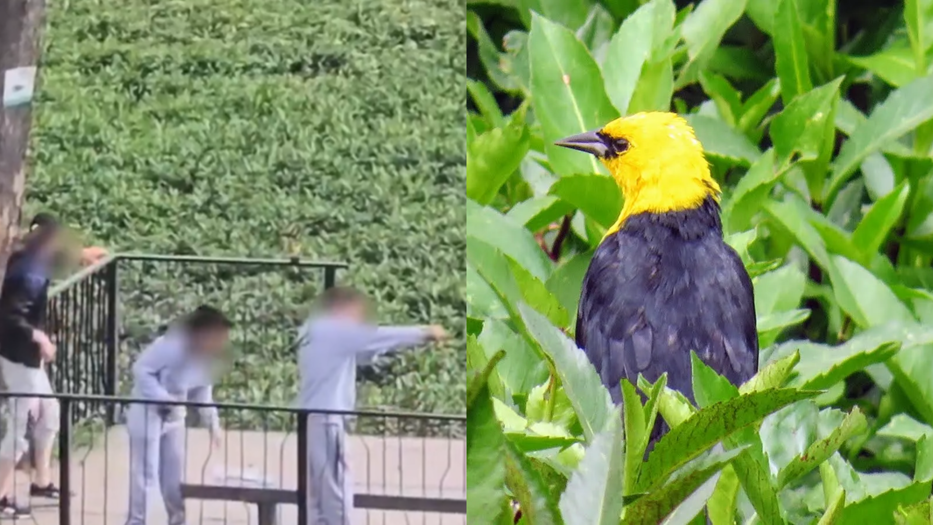 Indignación por jóvenes que usan caucheras para lastimar aves en Humedal Jaboque