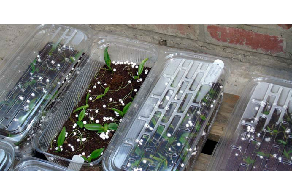 Cundinamarca protege la diversidad de sus bosques a través de la plantación de orquídeas