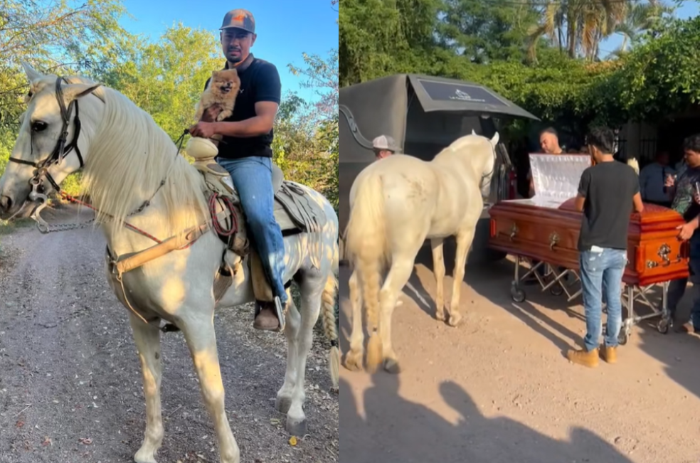 (Video) Caballo “se despide” de su dueño en un emotivo último adiós