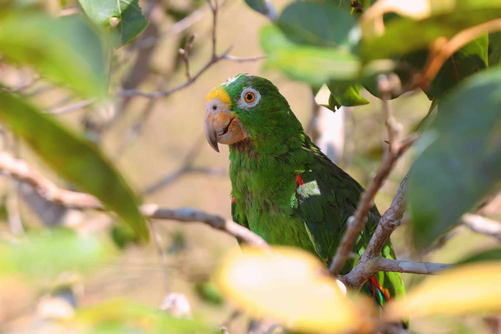 Video: 149 animales silvestres que eran mantenidos como mascotas fueron liberados