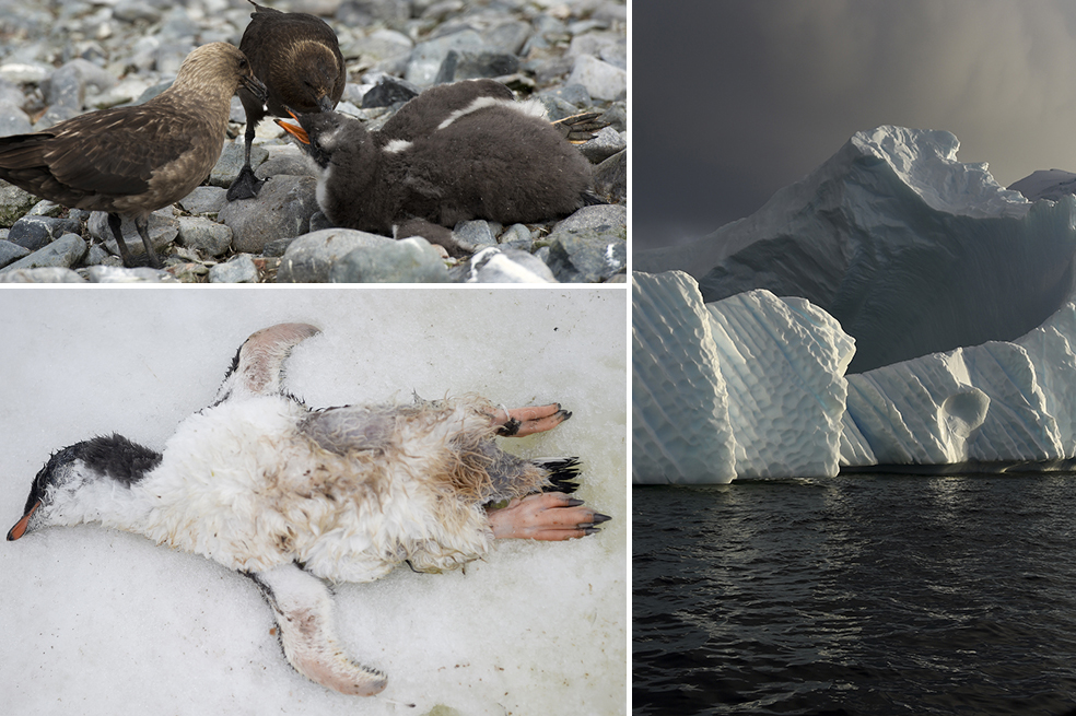 Esto es lo que el hombre le ha hecho a los pingüinos de la Antártida