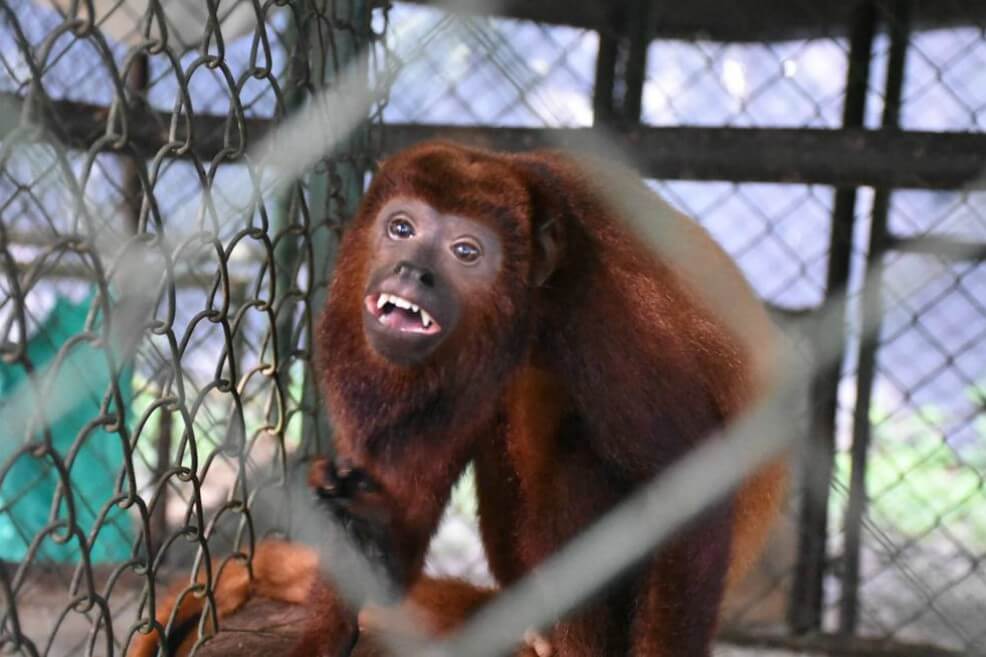 Rescatan 51 animales en un operativo contra el tráfico de fauna silvestre en Cesar