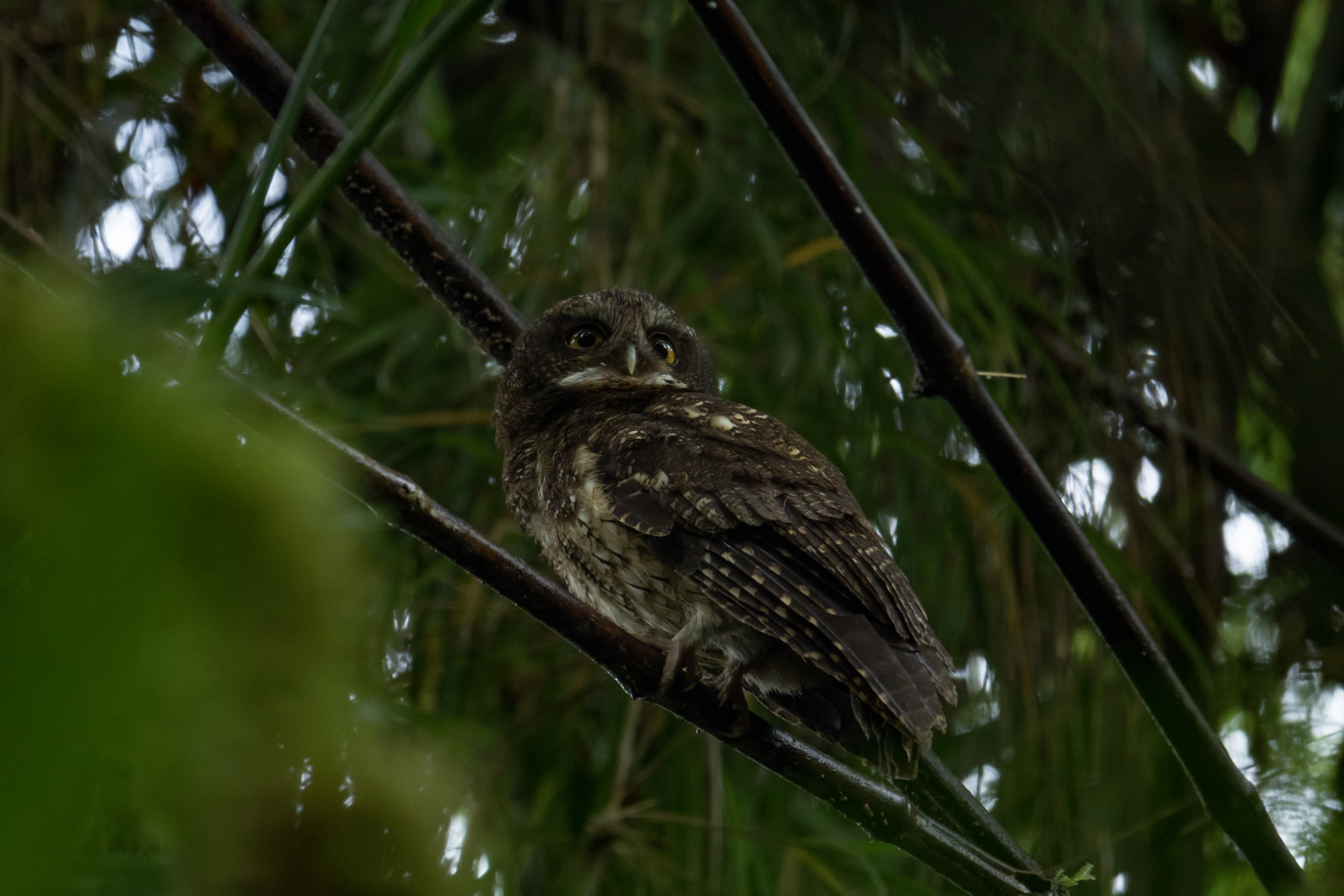 Así es como ISA está cambiando la gestión de la biodiversidad en la región