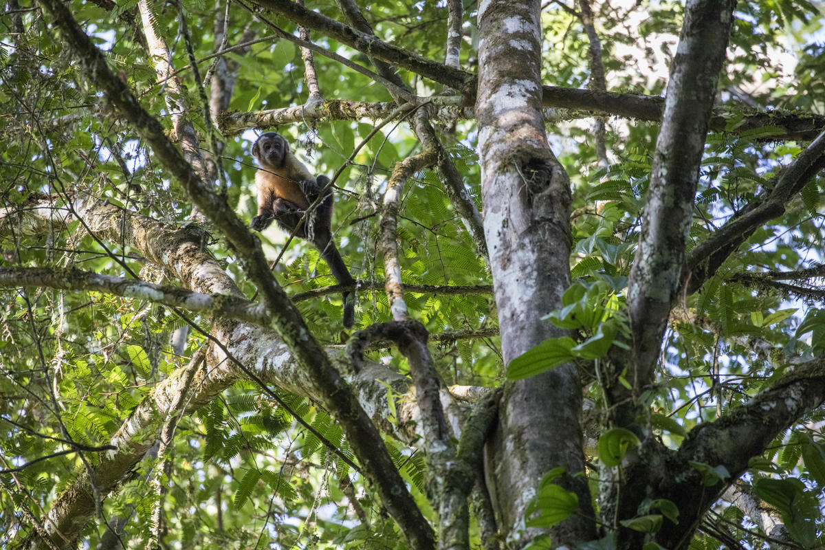 En los bosques habitan más de tres cuartos de la biodiversidad terrestre del mundo.