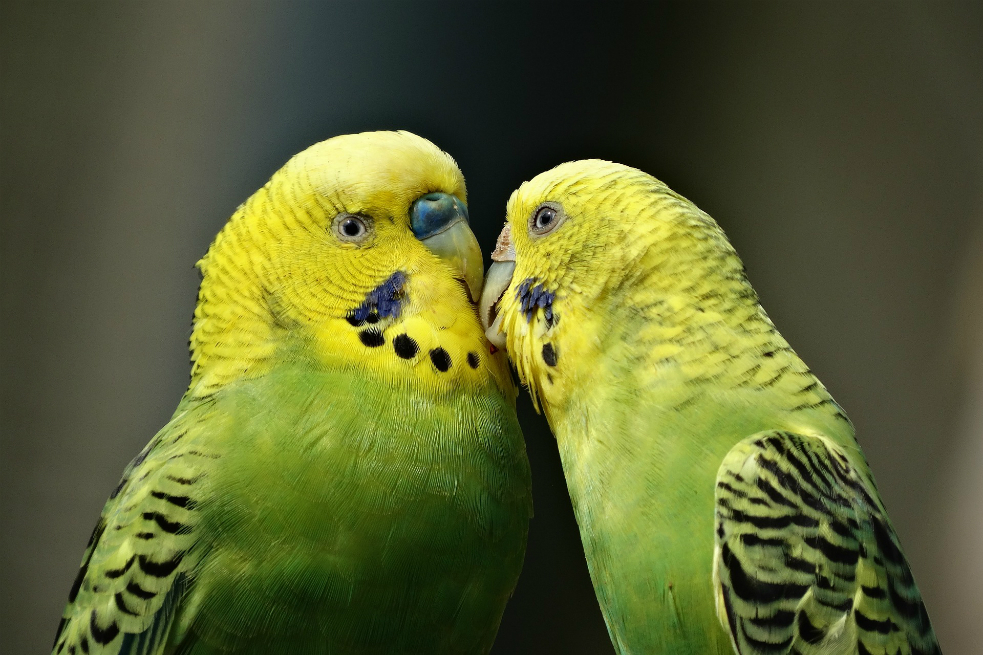 Experimento demuestra que los pericos hembra prefieren la inteligencia al elegir a sus parejas