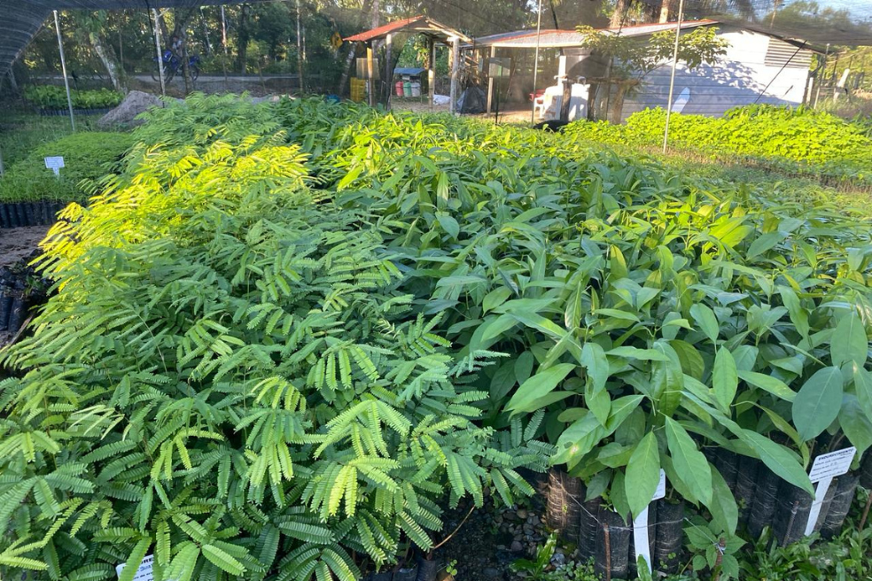 En la Granja de Paz de COMUCCOM viven 60 personas que también trabajan en la conservación ambiental a través de su vivero y su banco de semillas.