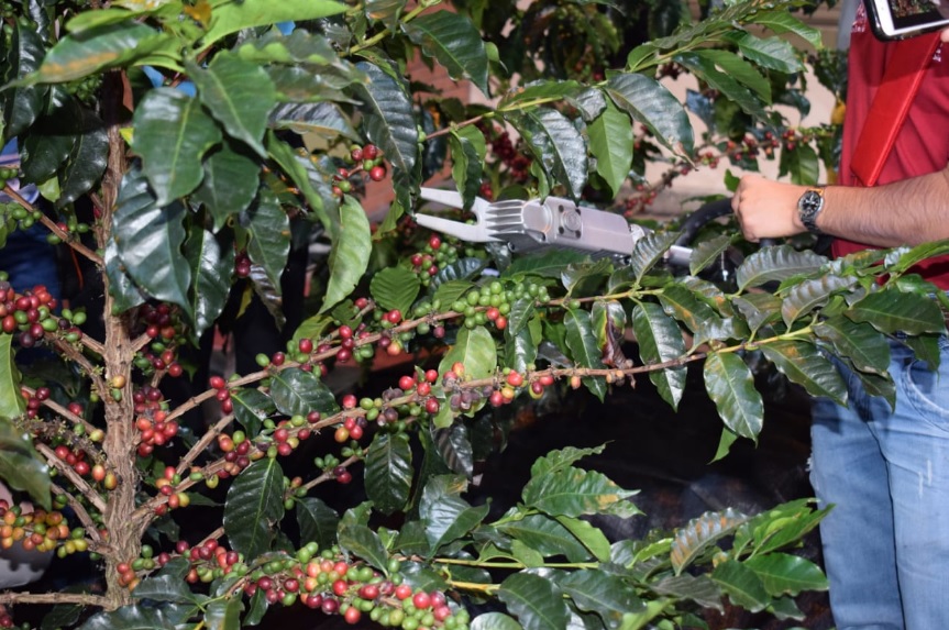Colombia tiene la primera derribadora selectiva de café en el mundo