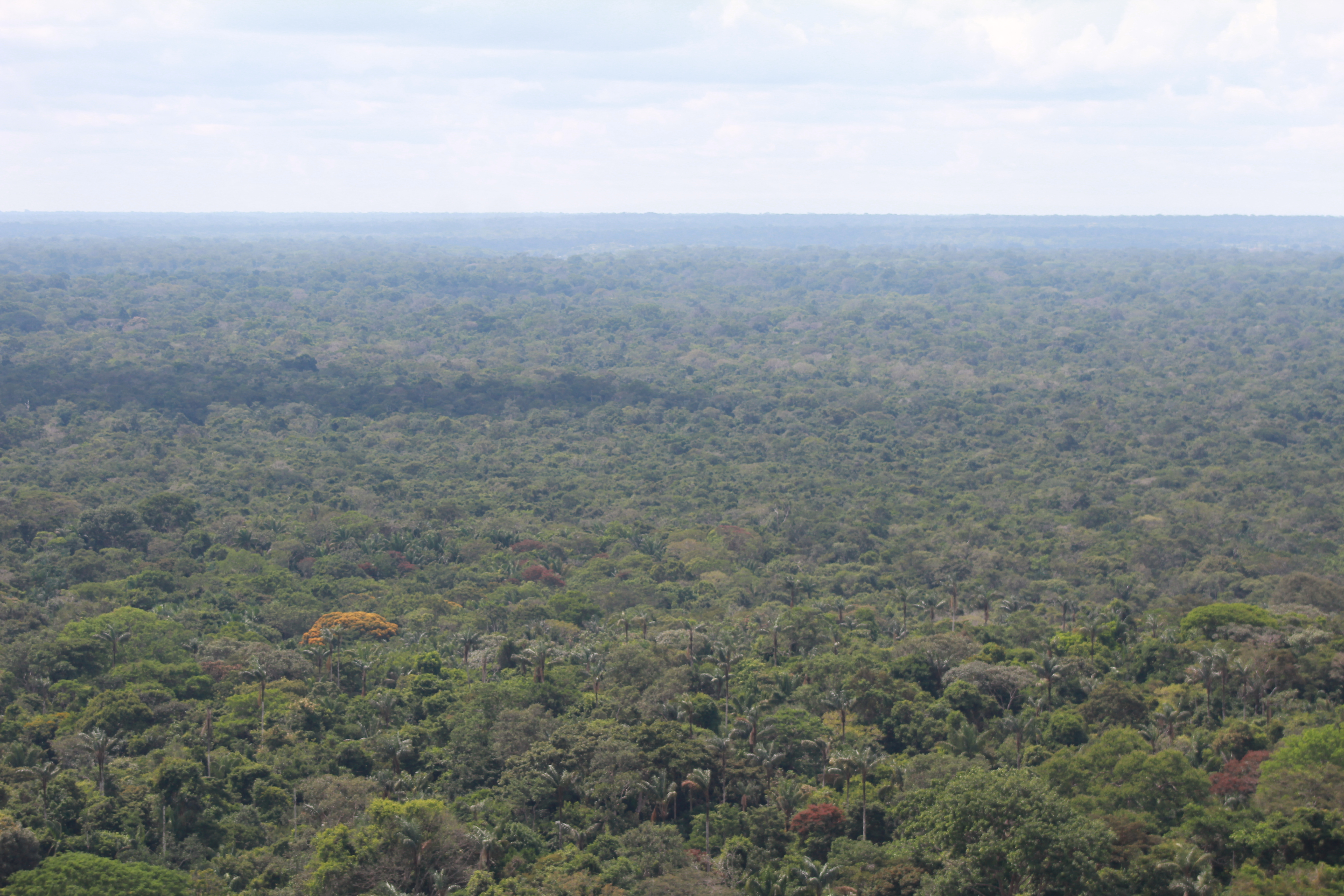 Bosque húmedo tropical del departamento de Guaviare, en la Amazonia colombiana. Este es hogar del jaguar, sobre el cual se dice que es el guardián de la selva.