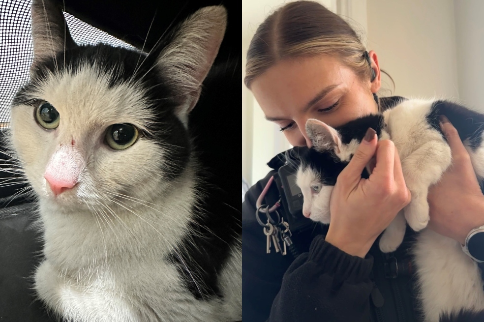 Esta mujer recibió el mejor regalo de cumpleaños: encontró a su gatito perdido