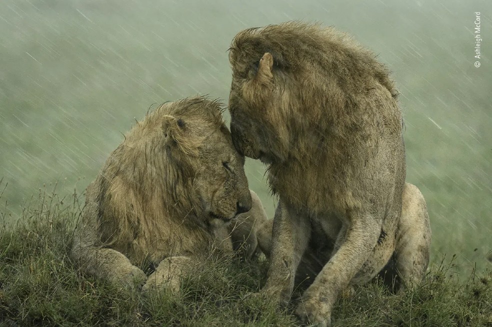 Ashleigh McCord durante una visita a Maasai Mara, Kenia, capturó este tierno momento entre un par de leones machos.