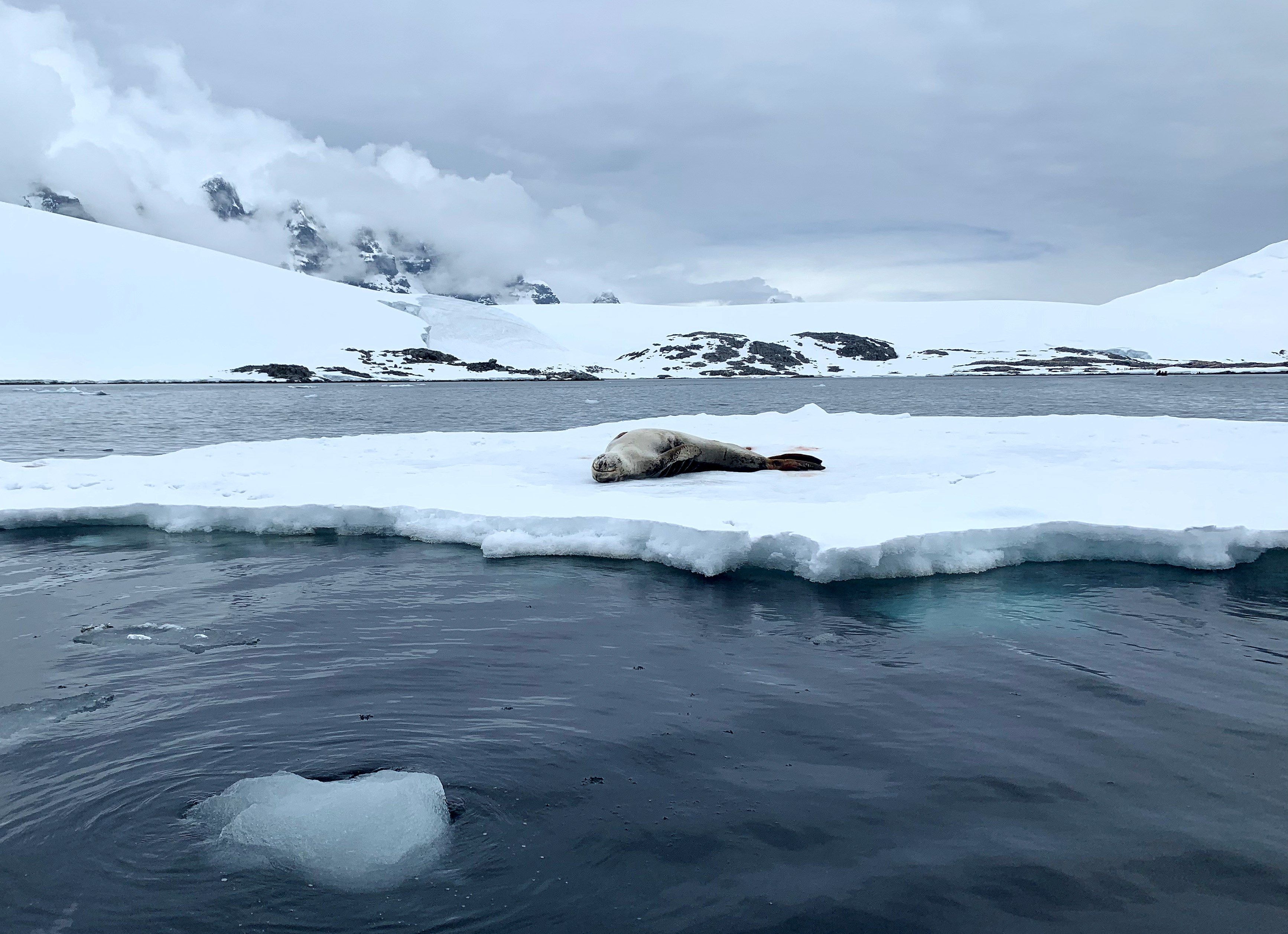 La pérdida de hielo en el Océano Antártico alcanzó un nuevo récord en enero