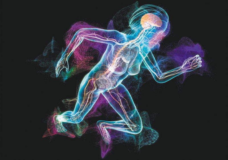 La inteligencia del cuerpo