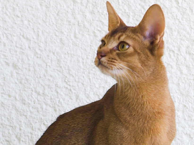 Los gatos sí reaccionan cuando sus dueños les hablan como si fueran ‘bebés’