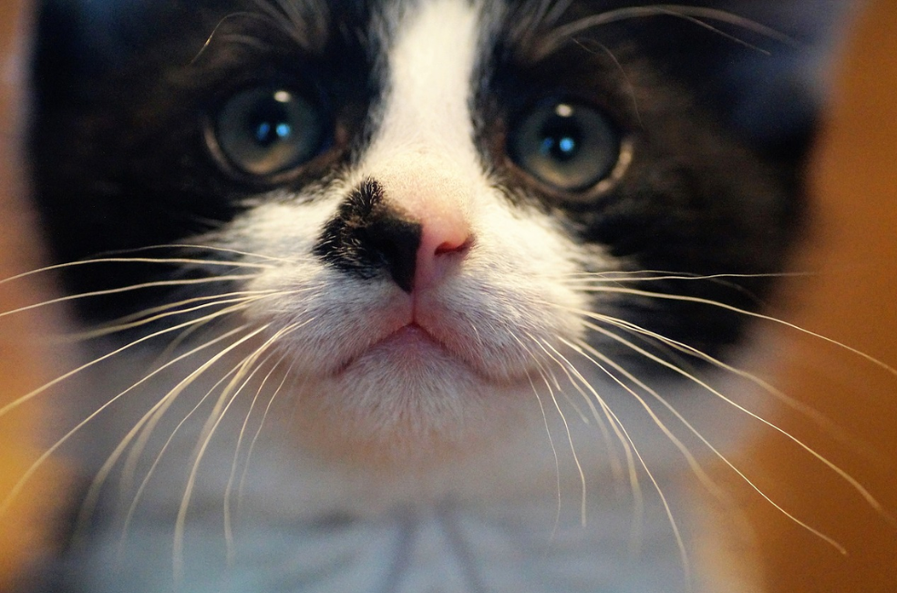 ¿Por qué tener un gato blanco con negro?