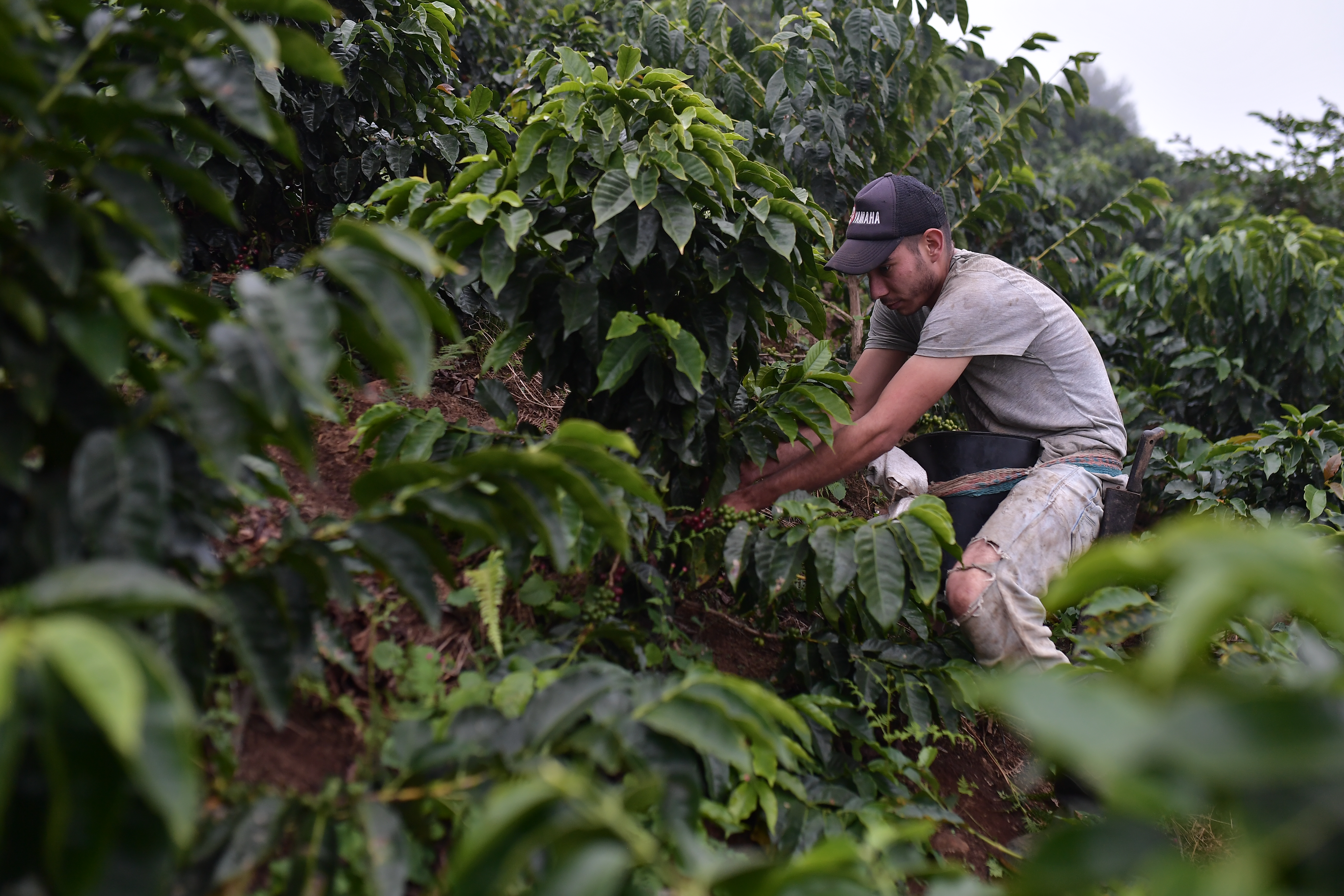 Cultivos de café y cacao en Sardinata, Norte de Santander