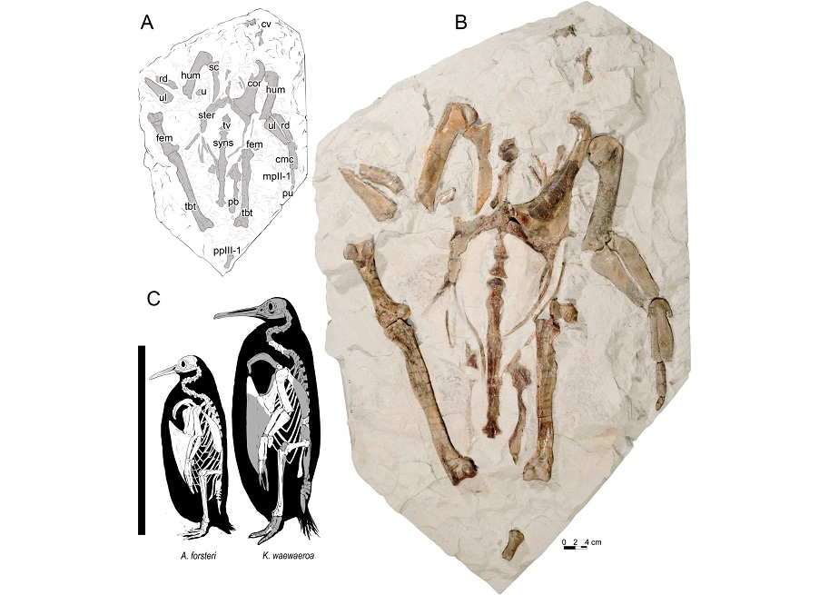 Niños descubren el fósil de una nueva especie de pingüino gigante