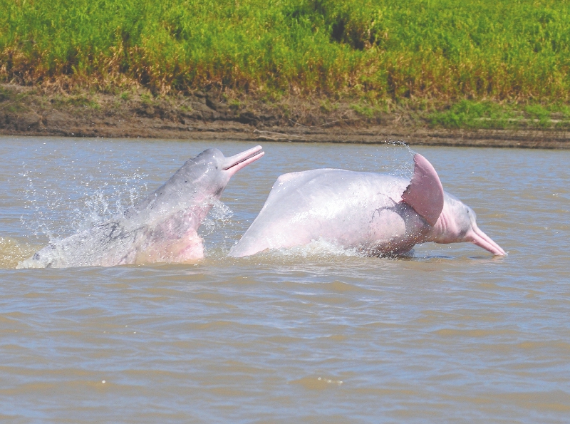 Descubren un nuevo tipo de bacteria en los delfines rosas de la Amazonia brasileña