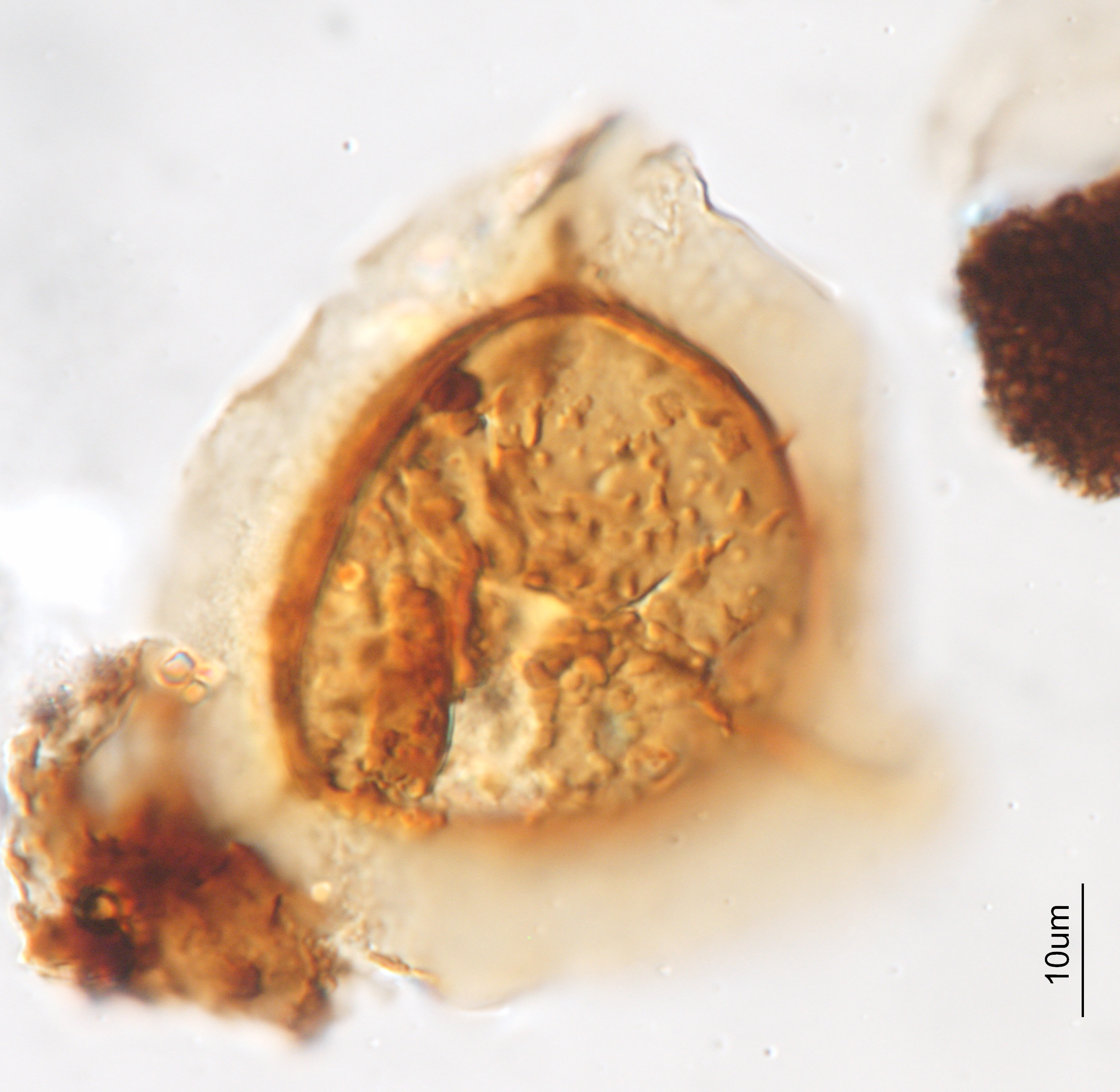 Espora de helecho de hace 70 millones de años, aislada a partir de rocas de la Formación Guaduas, Colombia, y vista bajo el microscopio de luz.