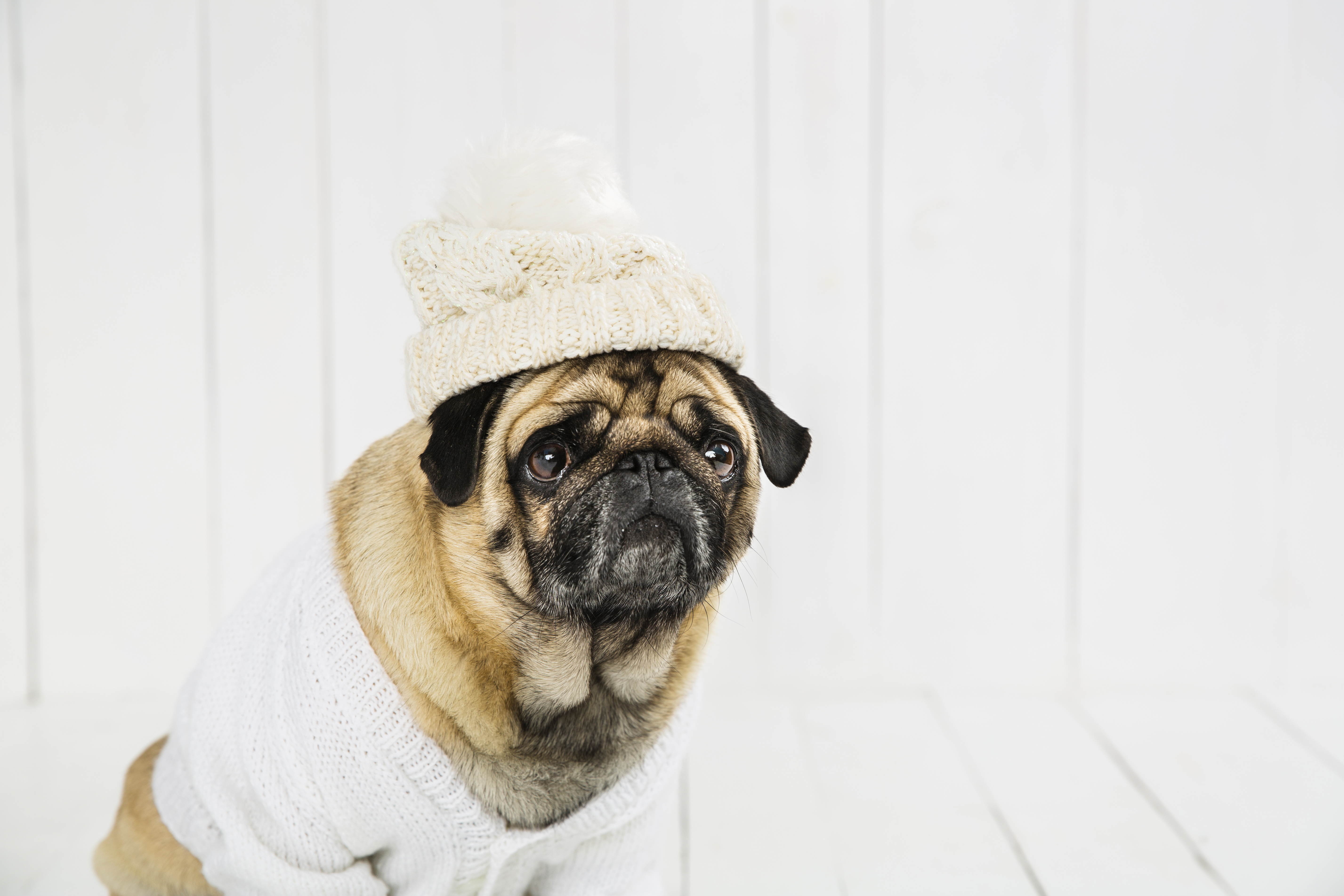 ¿Cómo cuidar a las mascotas en estos días de calor y frío? Le contamos