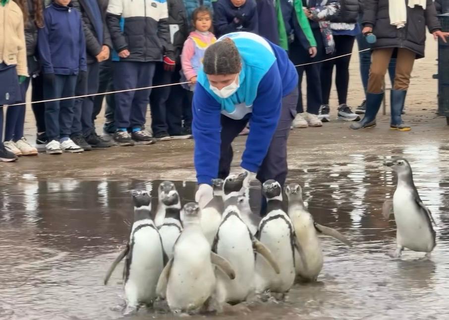 Este país busca voluntarios para rescatar pingüinos varados en sus playas