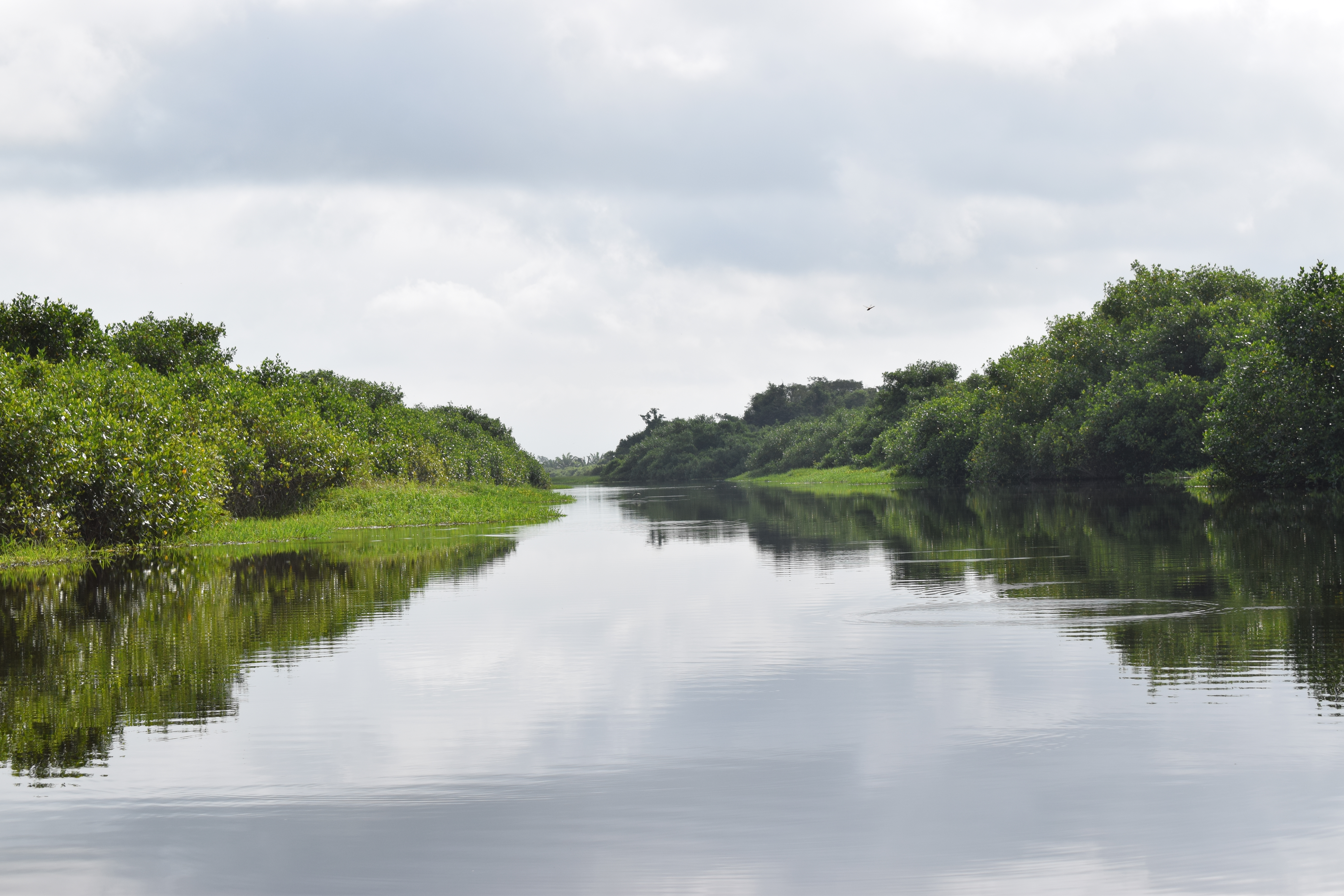Ruta de la restauración en un bosque de manglar.