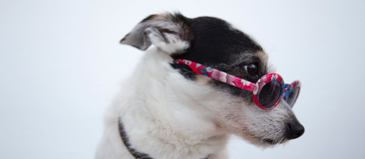Nombres para perros machos: 10 opciones para que le pongas a tu mascota