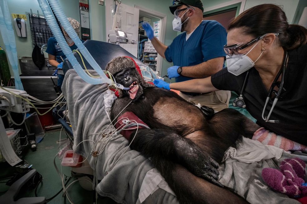 Categoría fotoperiodismo de naturaleza: Alain Schröder ganó con la imagen de Kayla, una hembra de 37 años y 61,2 kg, que estaba en la sala de procedimientos, con el abdomen afeitado para una ecografía.