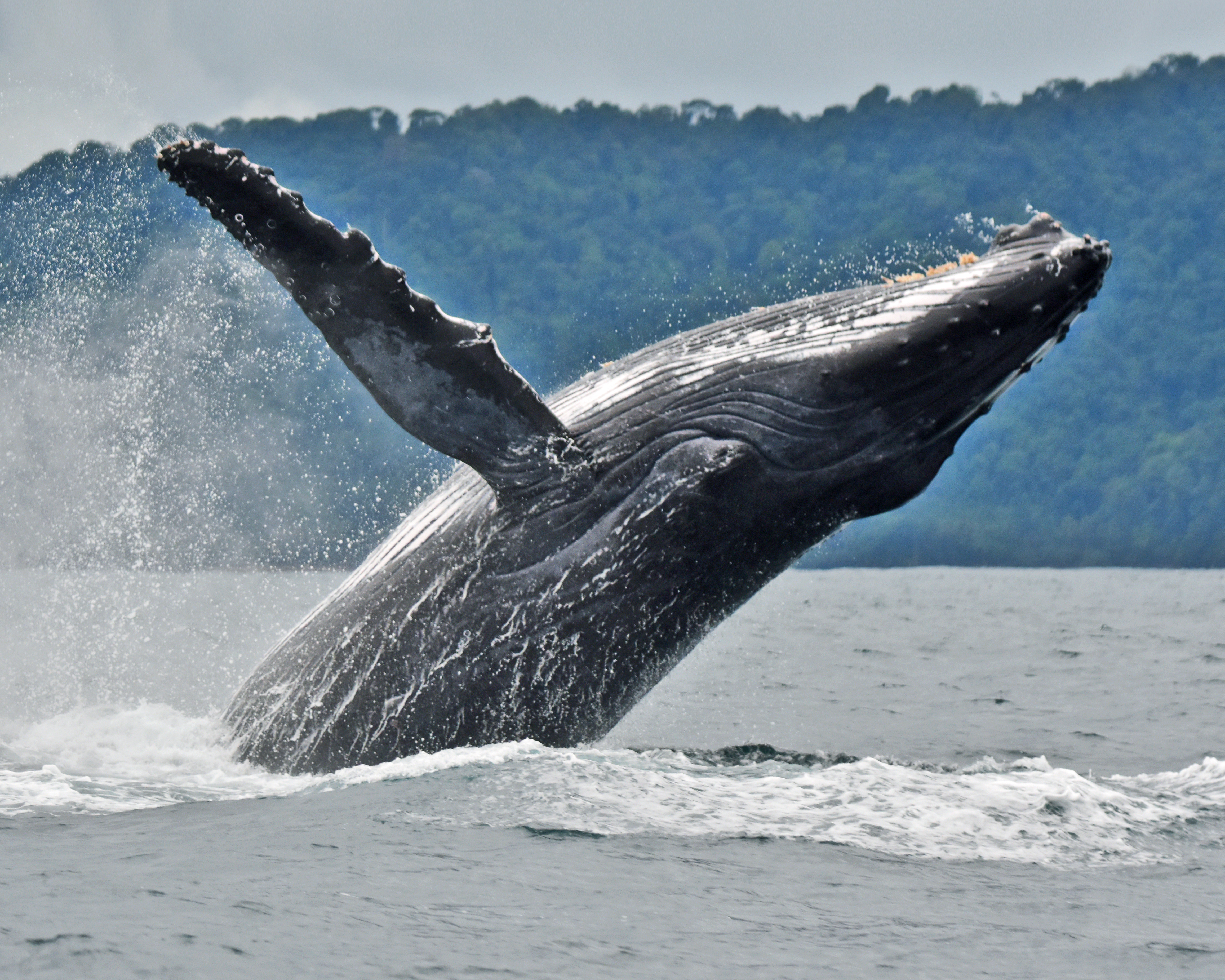 Colombia ahora puede escuchar mejor a las ballenas jorobadas
