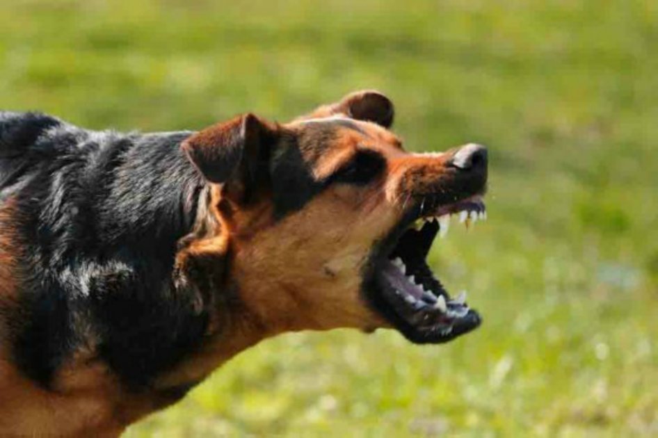 Policía de Bogotá empezará a pedir registro a dueños de perros de ‘razas peligrosas’