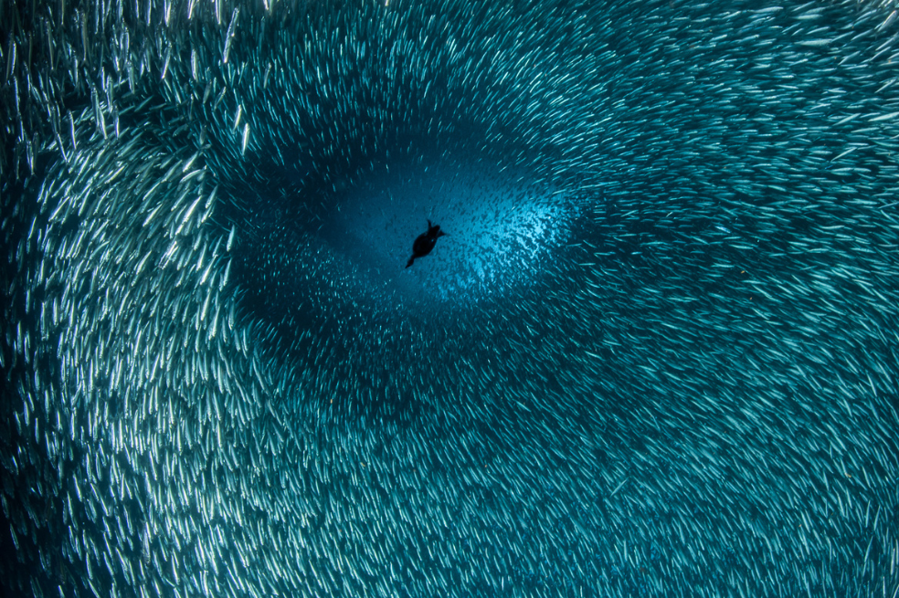 Un cormorán y un pez de cebo forman la forma de un rostro humano. "Esta imagen fue tomada bajo la plataforma petrolífera Ellen, frente a Los Ángeles, California", dice el fotógrafo Brook Peterson. La imagen muestra a un cormorán cazando entre una gran bola de cebo".