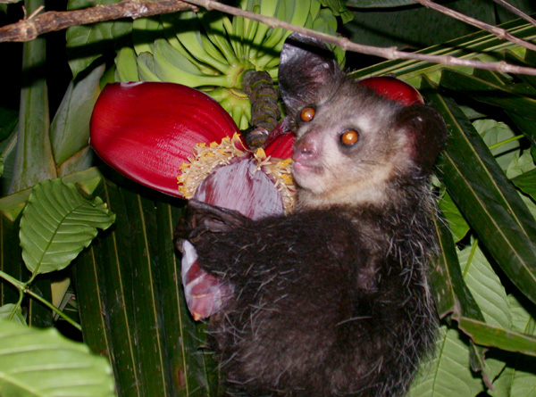 Revelan el enigma del enorme dedo de los aye-ayes, primates endémicos de Madagascar