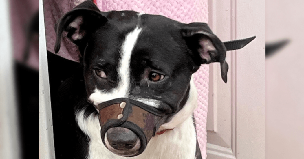 Rescatan a Lazy, un pitbull que permanecía encerrado en una vivienda de Usme