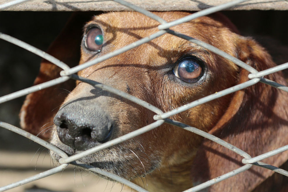 Prohíben ventas de cachorros en Inglaterra