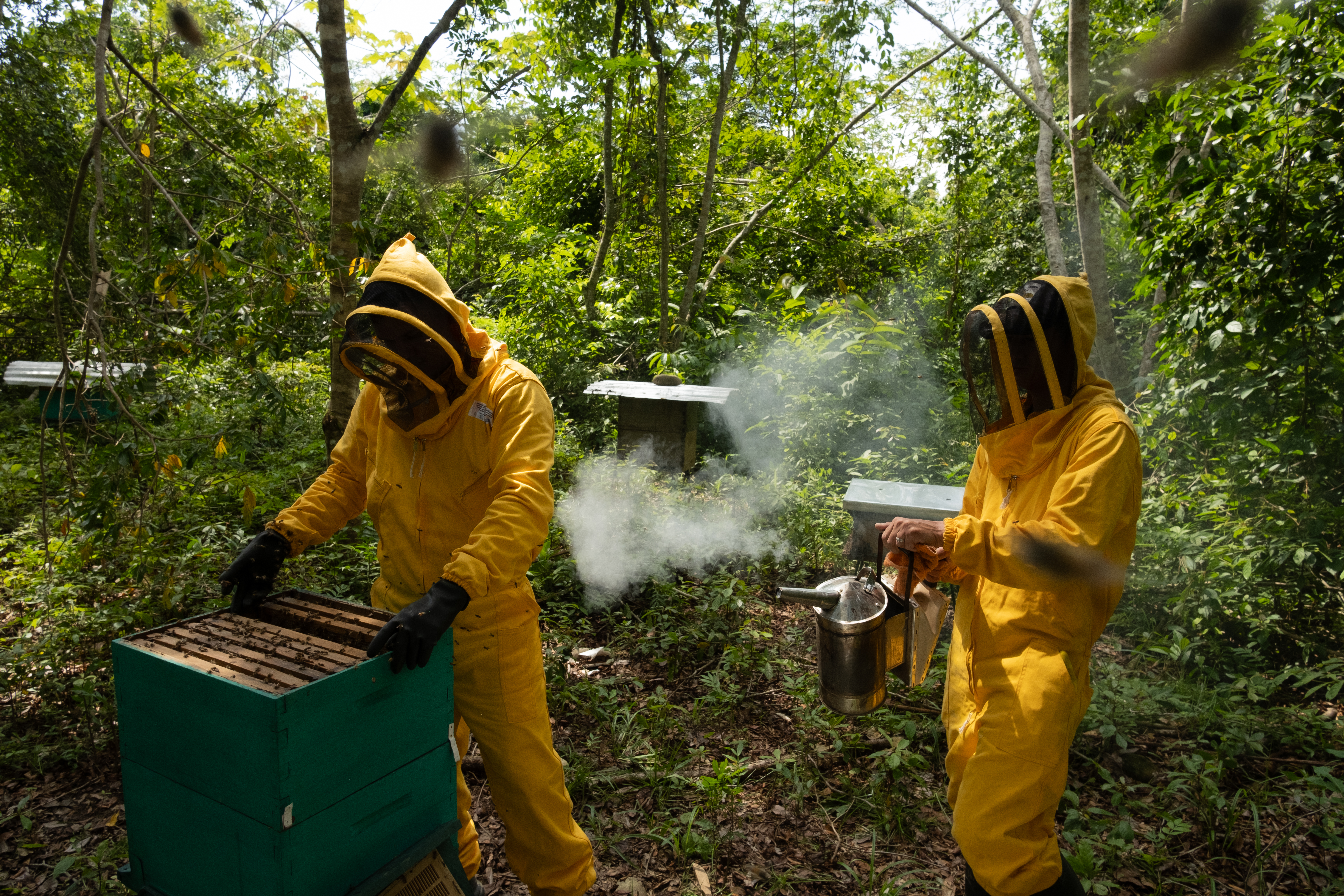 Así se construye paz en Catatumbo a través del rescate de abejas en riesgo