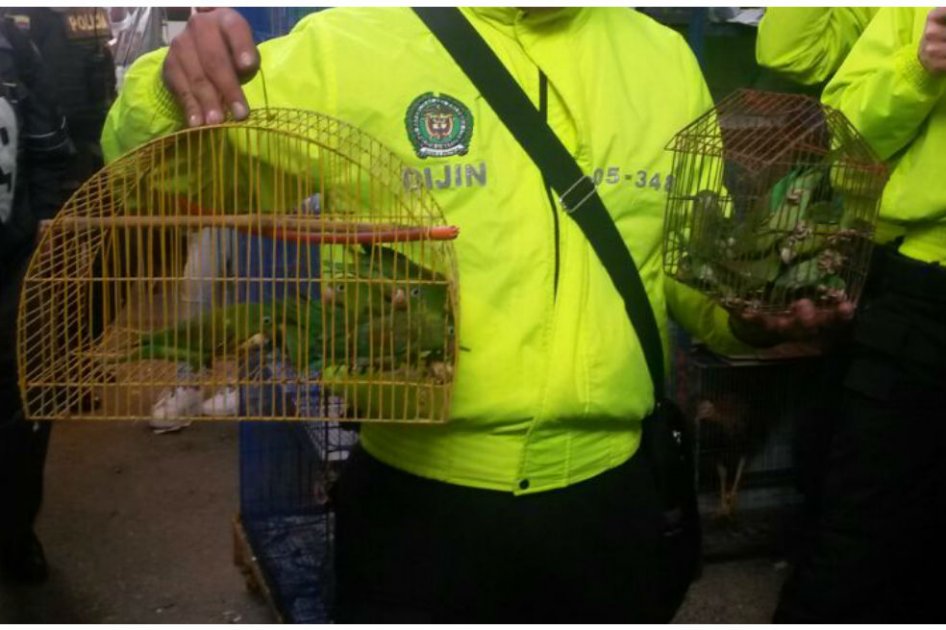 En Semana Santa fueron rescatados 234 animales que iban a ser comercializados