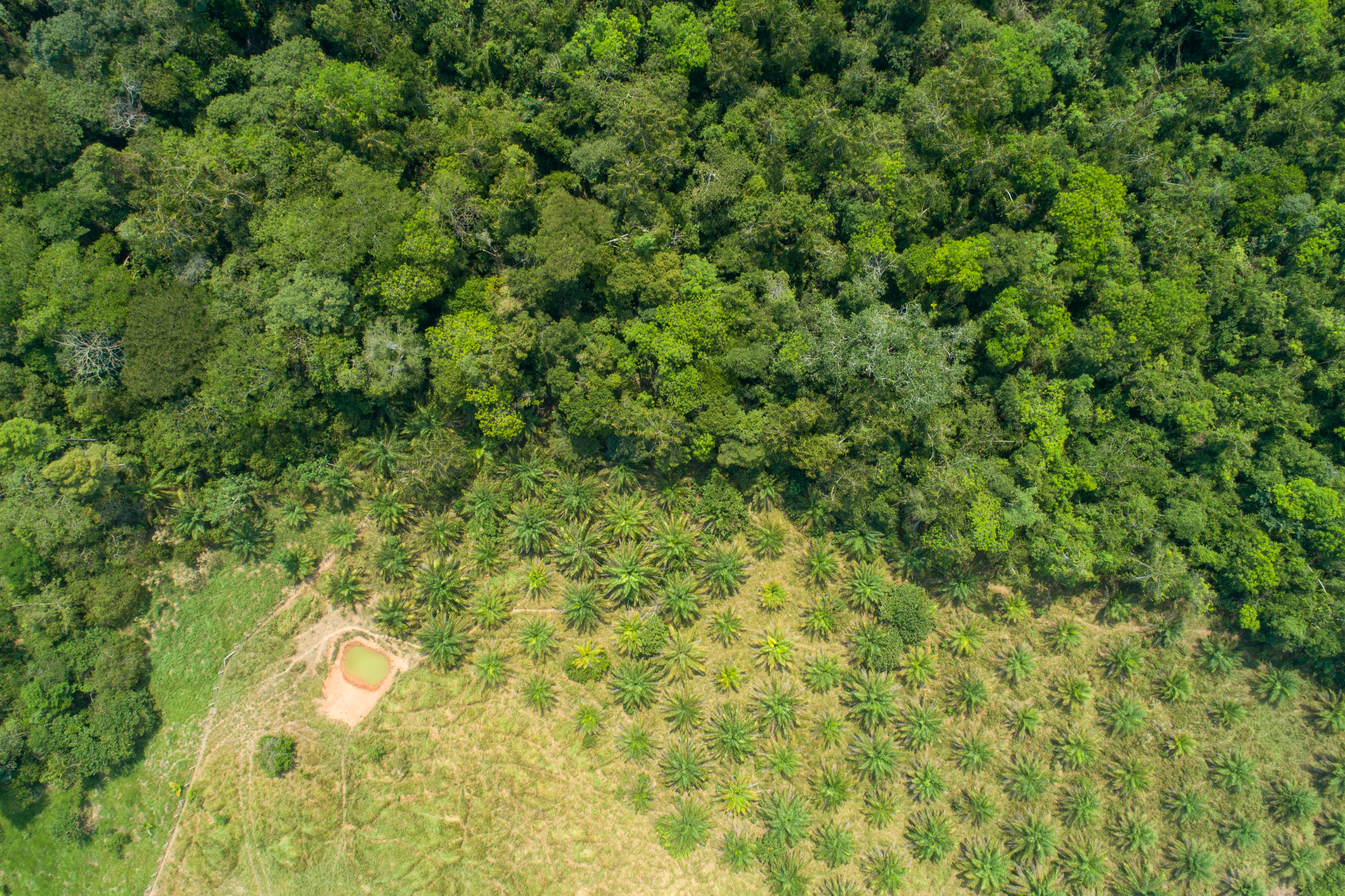 Saber dónde restaurar, clave para recuperar los bosques del país