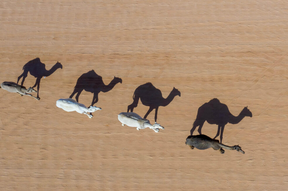Camellos en riesgo de ser fusilados en Australia mientras buscan desesperadamente agua