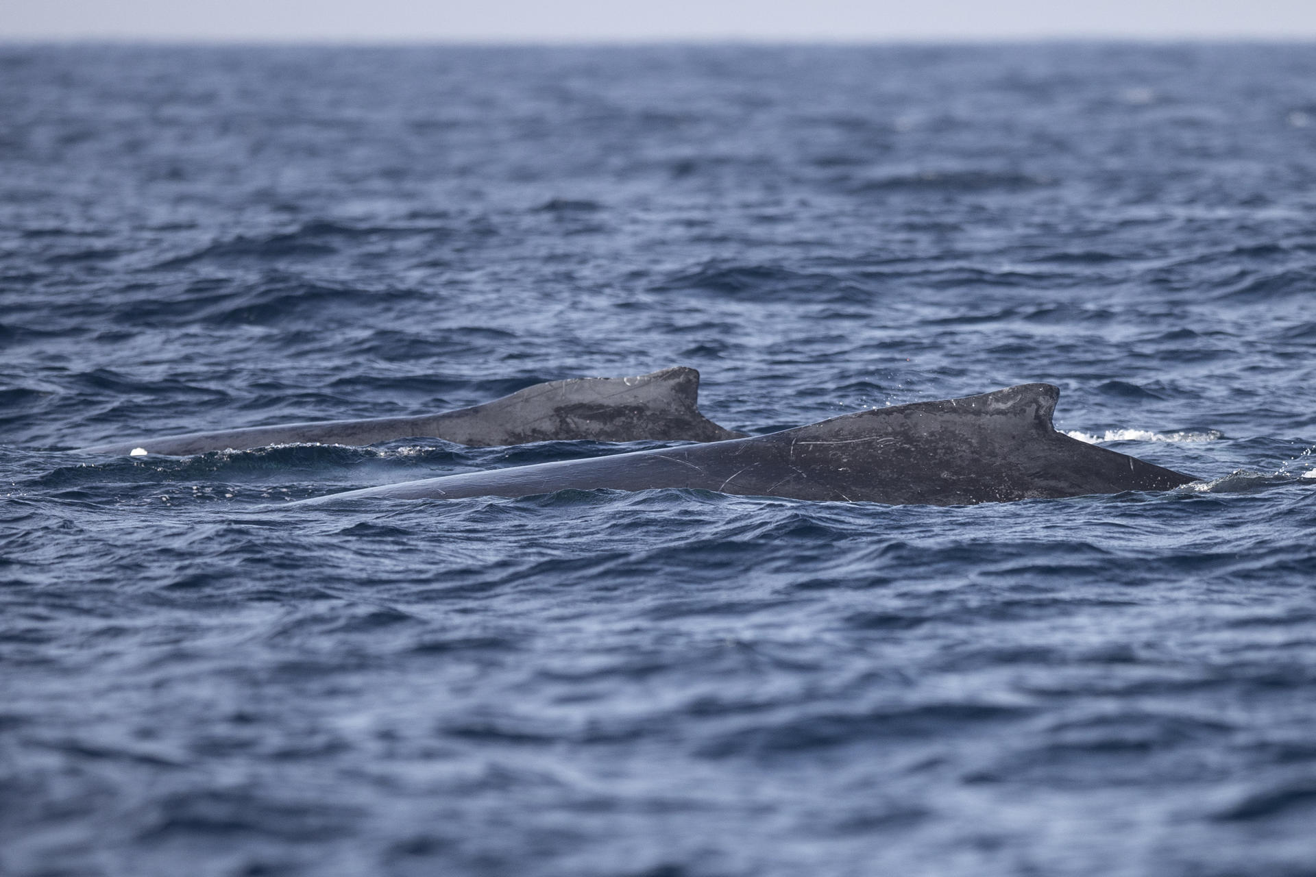 En video: liberan a una ballena atrapada en red de pesca en el Pacífico colombiano