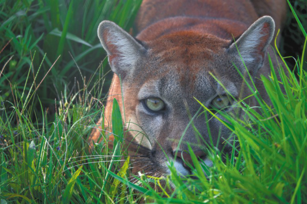 Sí es posible convivir con jaguares y pumas