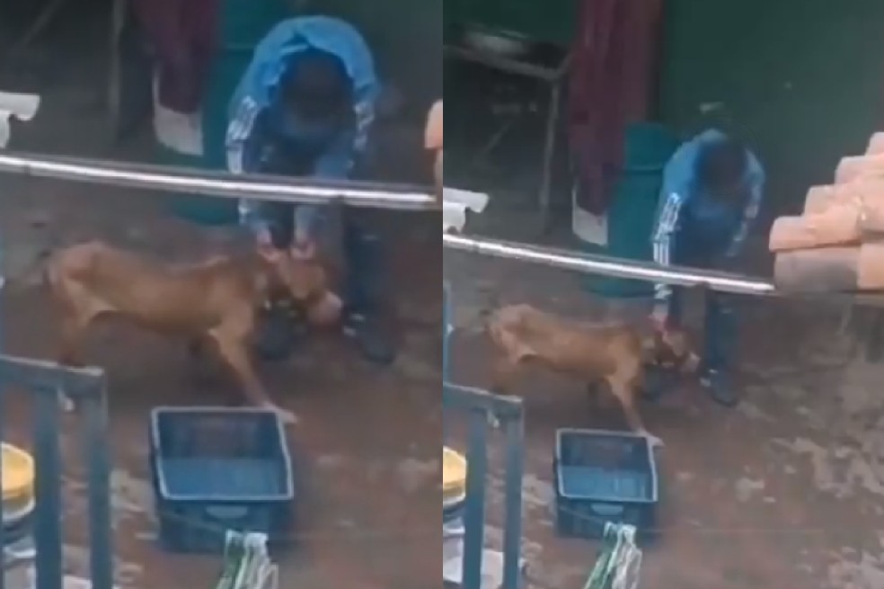 Denuncian grave maltrato a un perro en Bogotá: lo estarían golpeando con una pala