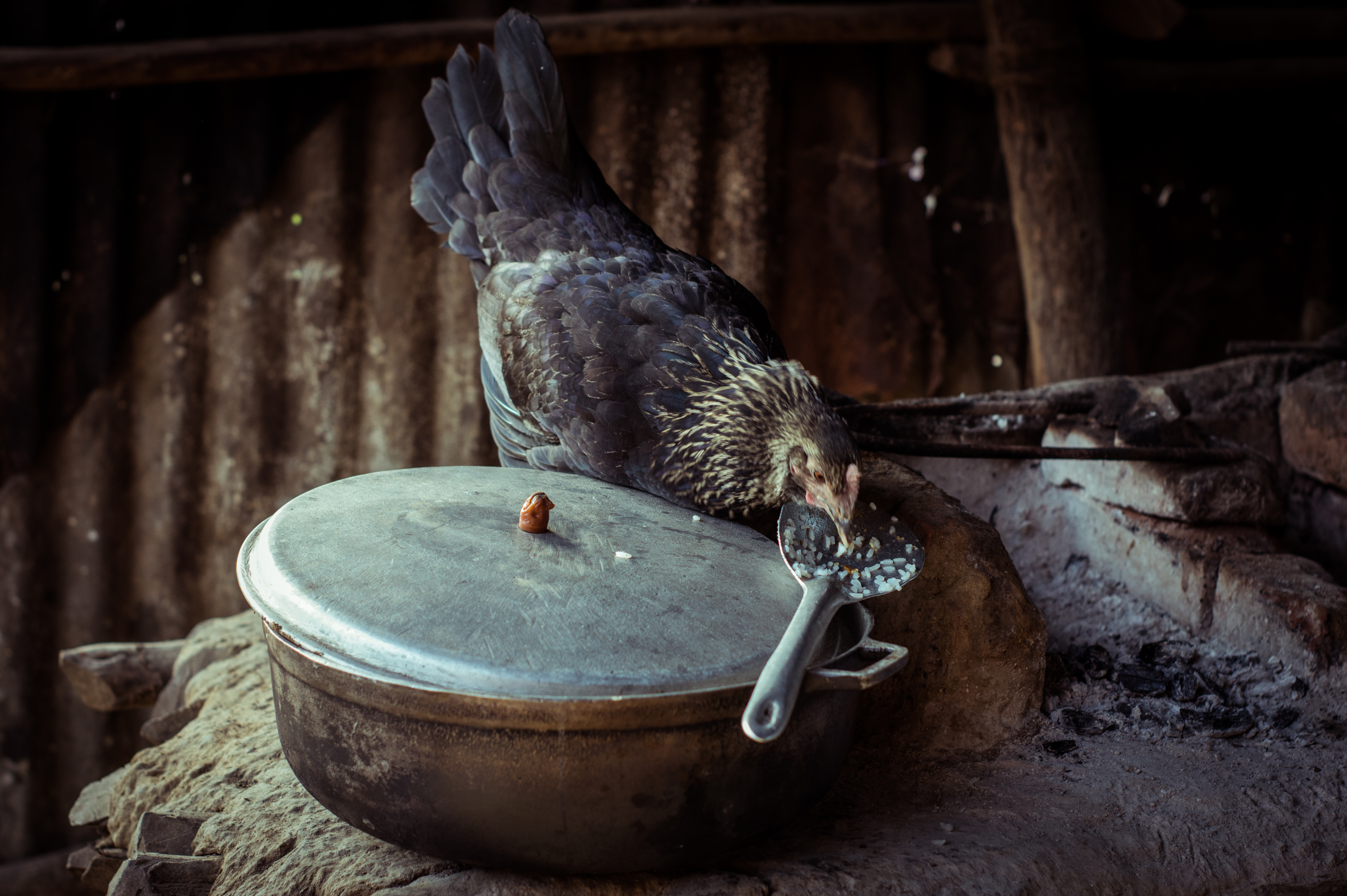 Aquella gallina para el sancocho.