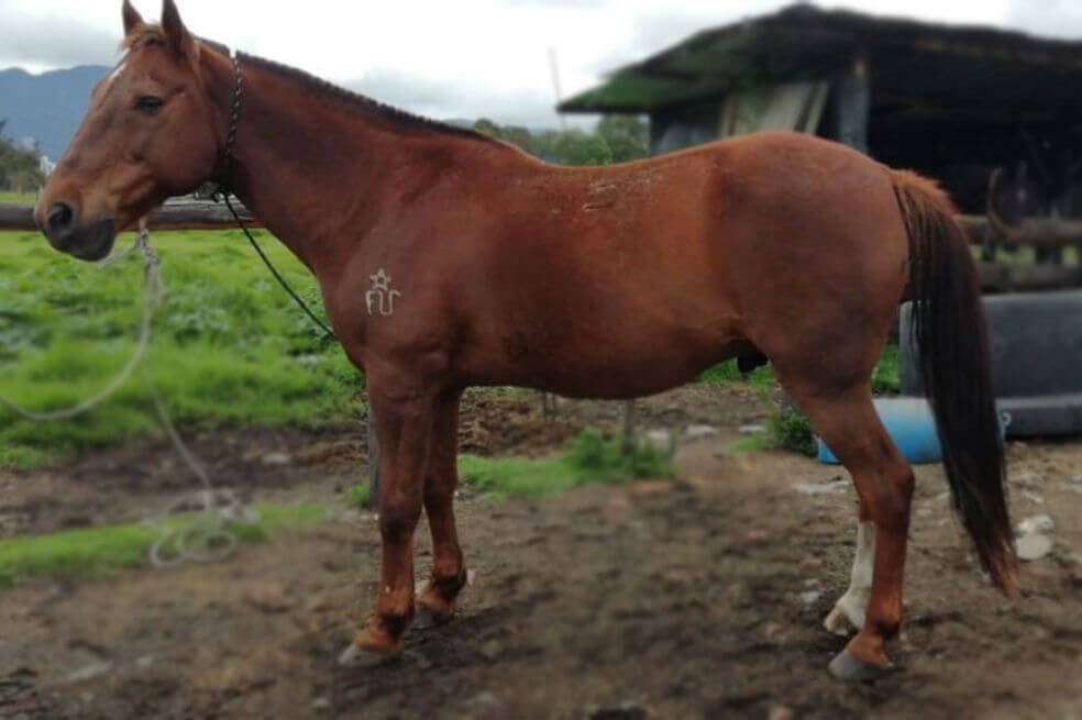 Buscan hogar a 18 caballos jubilados de la Policía en Bogotá