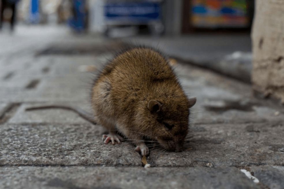 Bogotá ya tiene un plan para controlar las ratas; se priorizaron 32 puntos