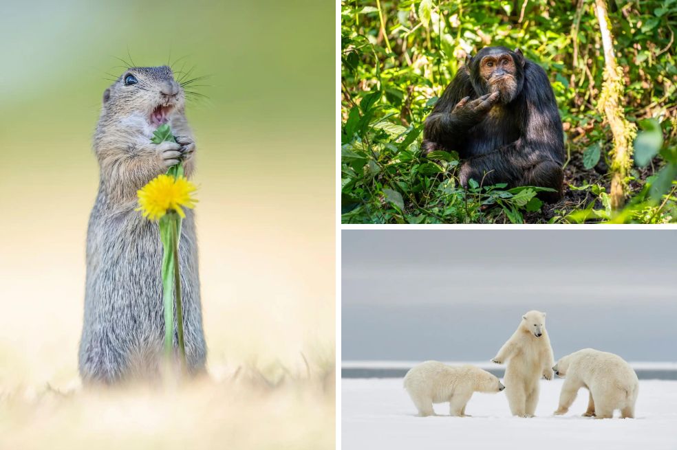 Comedy Wildlife Photography Awards 2024: Las fotos más divertidas del reino animal